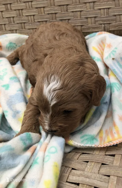 Cricket  – Cavapoo puppy for sale in Centralia, MO