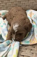 Cricket , a female Cavapoo for sale in Centralia, MO – 1 of 3