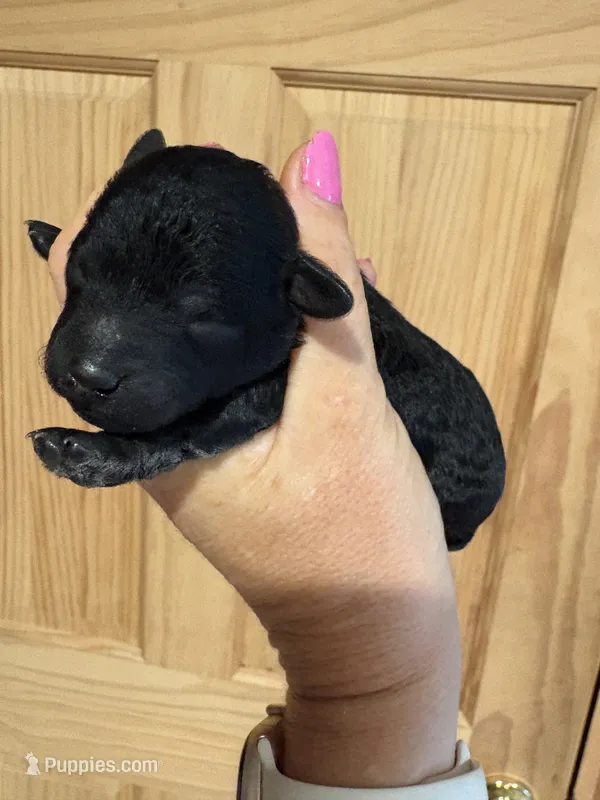 Trixie  – Poodle - Toy  puppy for sale in Centralia, MO