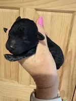 Trixie , a female Poodle - Toy  for sale in Centralia, MO – 1 of 3