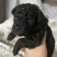 Jasmine, a female Poodle - Toy  for sale in Centralia, MO – Photo 3 of 6