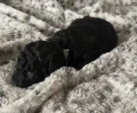 Jasmine, a female Poodle - Toy  for sale in Centralia, MO – Photo 2 of 6