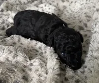 Jasmine, a female Poodle - Toy  for sale in Centralia, MO – Photo 4 of 6