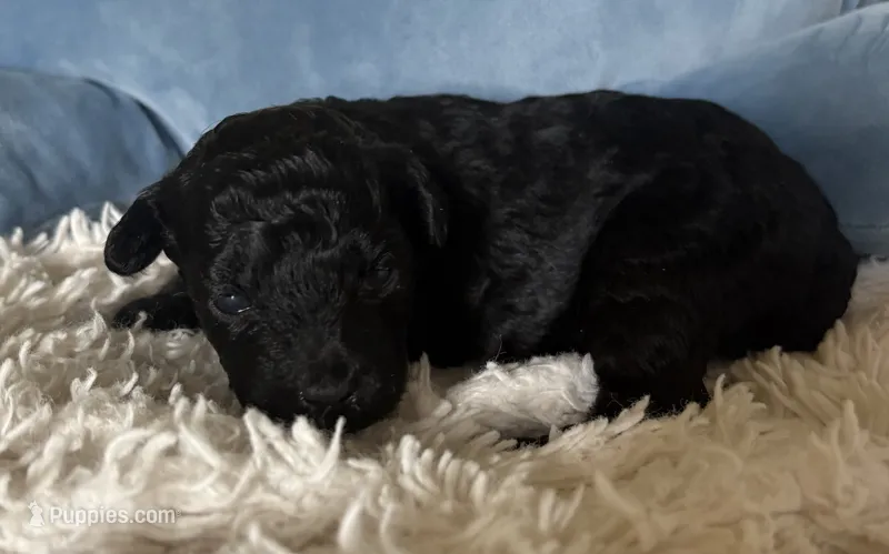 Peggy – Poodle - Toy  puppy for sale in Centralia, MO