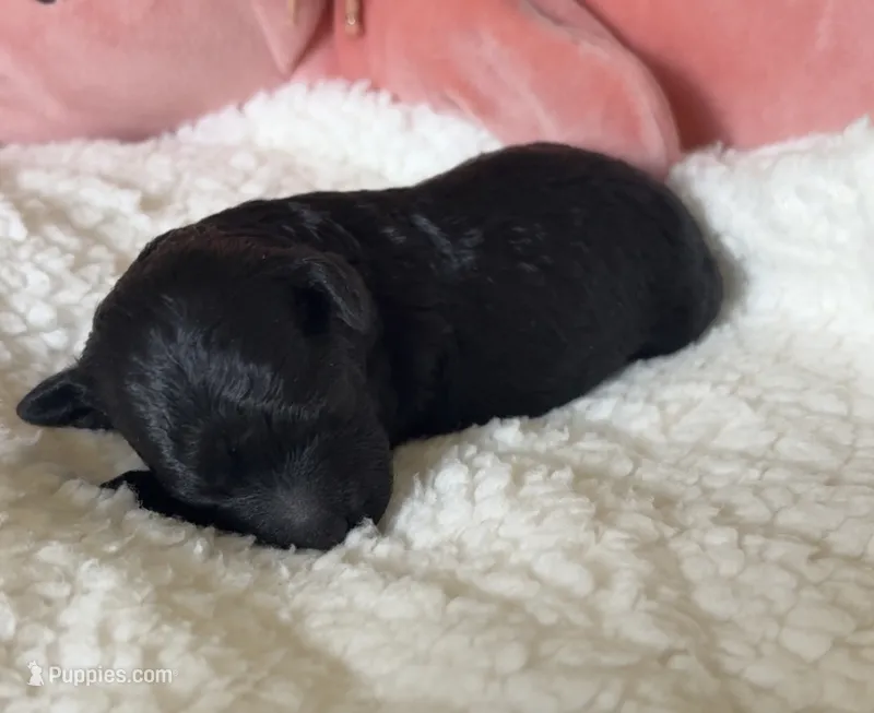 Callie – Poodle - Toy  puppy for sale in Centralia, MO