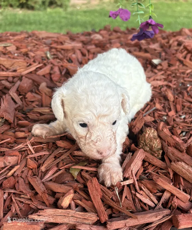 Spider – Poodle - Toy  puppy for sale in Centralia, MO