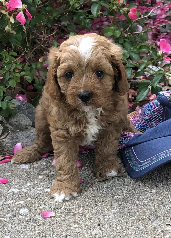 Cricket  – Cavapoo puppy for sale in Centralia, MO