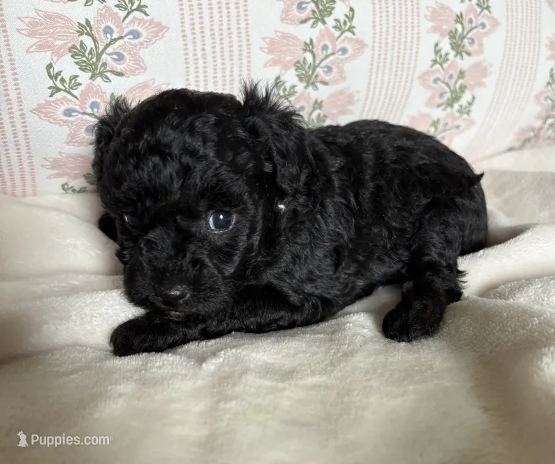 Dixie – Poodle - Toy  puppy for sale in Centralia, MO