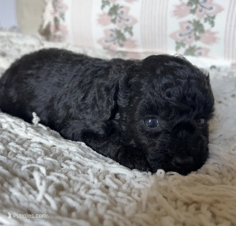 Dixie – Poodle - Toy  puppy for sale in Centralia, MO