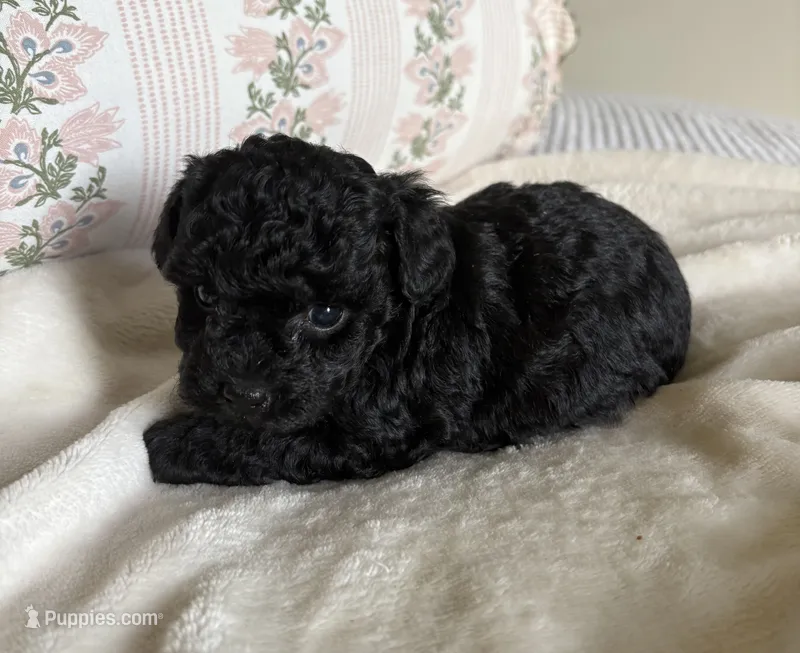 Trixie  – Poodle - Toy  puppy for sale in Centralia, MO