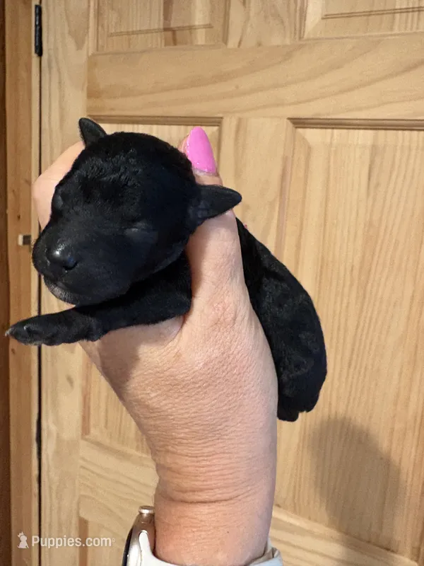 Dixie – Poodle - Toy  puppy for sale in Centralia, MO