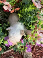 Sylvia , a female Poodle - Toy  for sale in Centralia, MO – 5 of 6