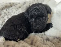 Sally, a female Poodle - Toy  for sale in Centralia, MO – Photo 2 of 7