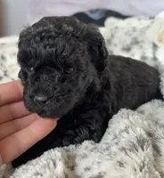 Sally, a female Poodle - Toy  for sale in Centralia, MO – Photo 5 of 7