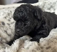 Sally, a female Poodle - Toy  for sale in Centralia, MO – Photo 7 of 7