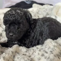 Sally, a female Poodle - Toy  for sale in Centralia, MO – Photo 1 of 7