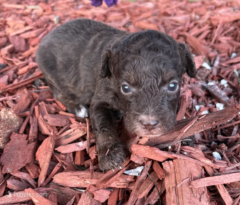 Georgie – Poodle - Toy  puppy for sale in Centralia, MO