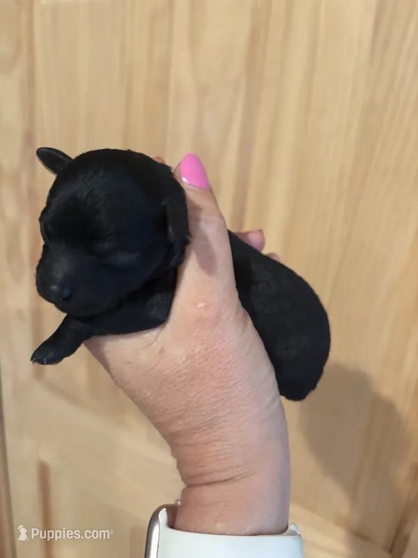 Callie – Poodle - Toy  puppy for sale in Centralia, MO
