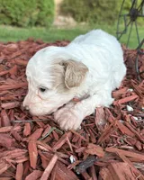 Charlie, a male Poodle - Toy  for sale in Centralia, MO – 2 of 8