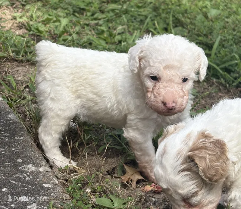 Spider – Poodle - Toy  puppy for sale in Centralia, MO