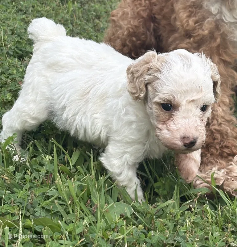 Charlie – Poodle - Toy  puppy for sale in Centralia, MO