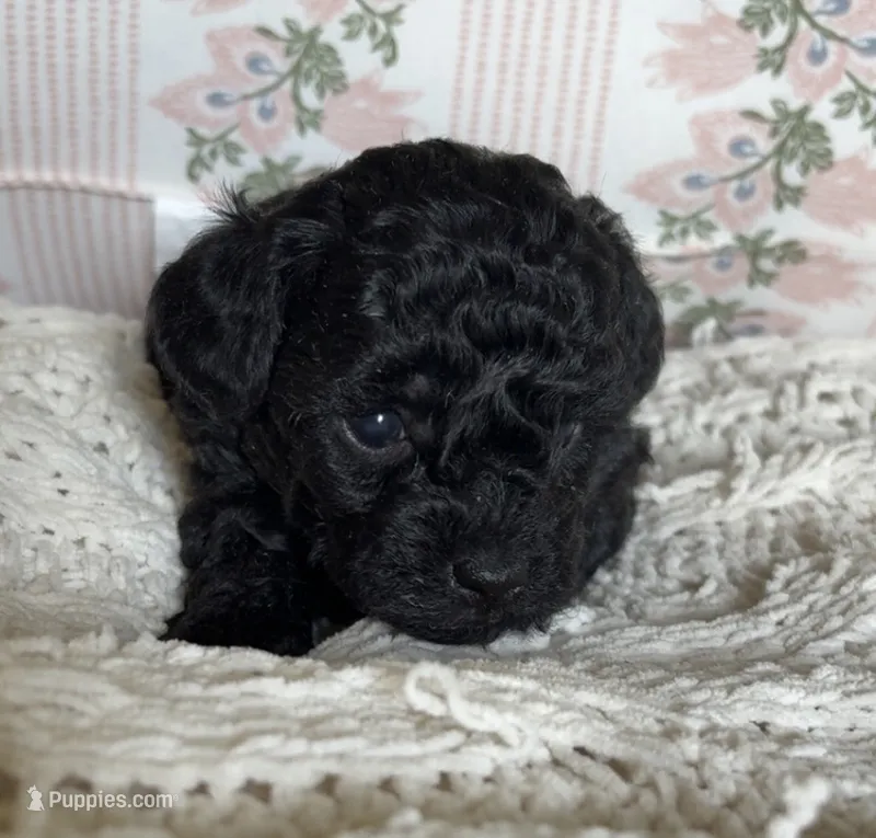 Trixie  – Poodle - Toy  puppy for sale in Centralia, MO