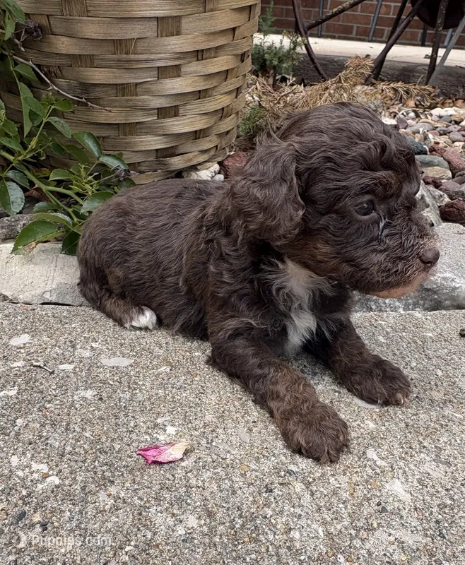 Georgie – Poodle - Toy  puppy for sale in Centralia, MO