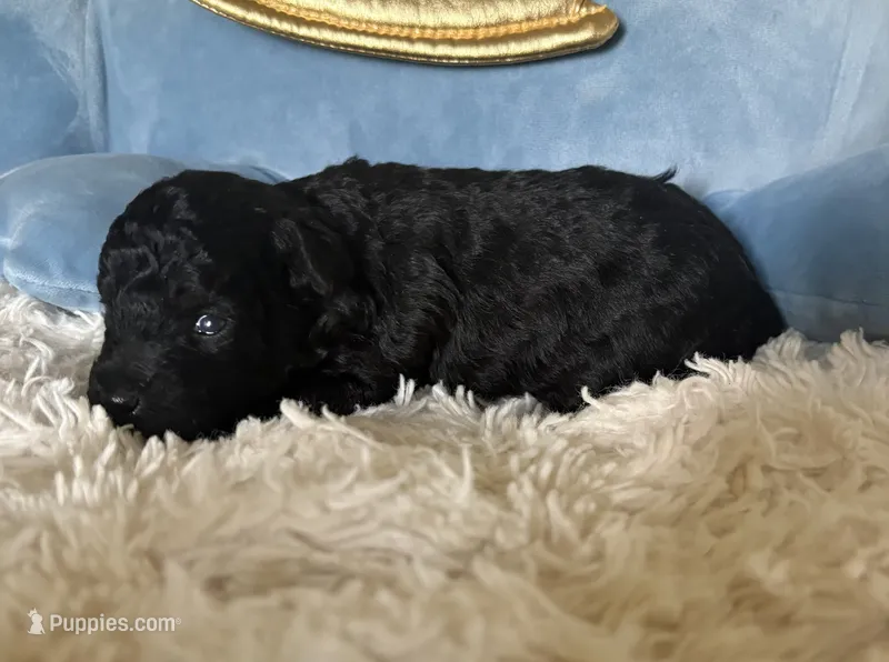 Dixie – Poodle - Toy  puppy for sale in Centralia, MO