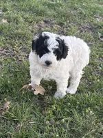Allie, a female Poodle - Toy  for sale in Centralia, MO – Photo 2 of 7