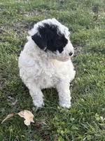 Allie, a female Poodle - Toy  for sale in Centralia, MO – Photo 4 of 7