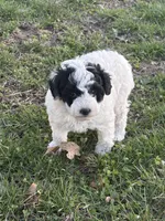 Allie, a female Poodle - Toy  for sale in Centralia, MO – Photo 7 of 7