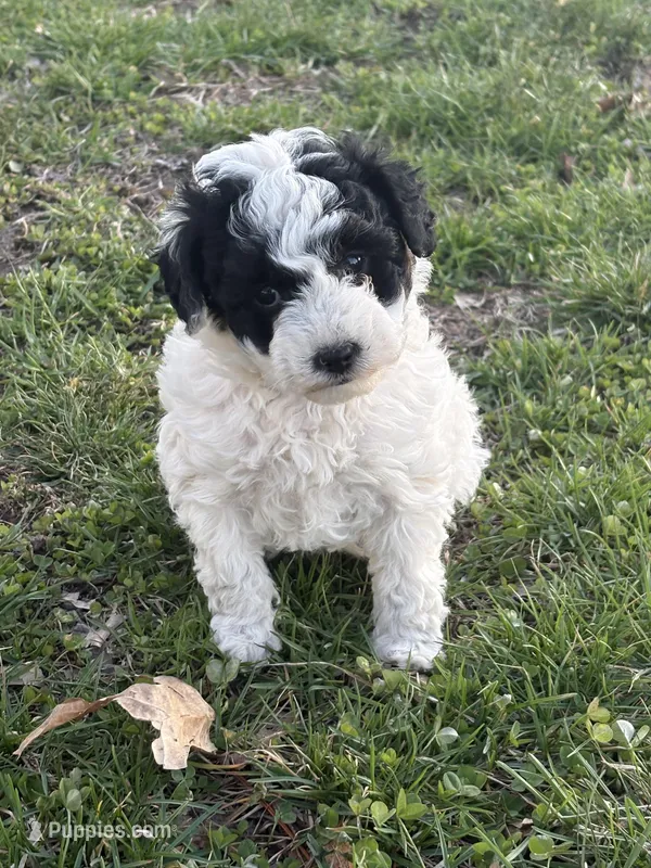 Allie – Poodle - Toy  puppy for sale in Centralia, MO