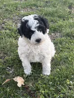 Allie, a female Poodle - Toy  for sale in Centralia, MO – Photo 1 of 7