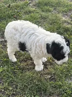 Allie, a female Poodle - Toy  for sale in Centralia, MO – Photo 3 of 7