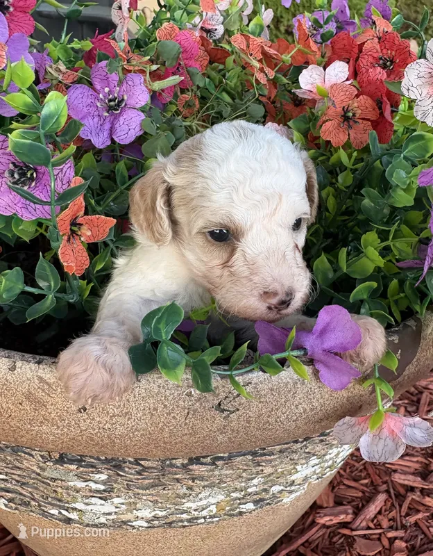 Charlie – Poodle - Toy  puppy for sale in Centralia, MO