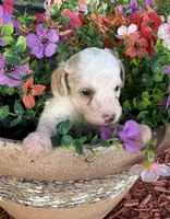 Charlie, a male Poodle - Toy  for sale in Centralia, MO – 1 of 8