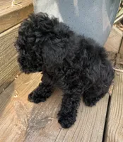 Sadie, a female Poodle - Toy  for sale in Centralia, MO – 7 of 7
