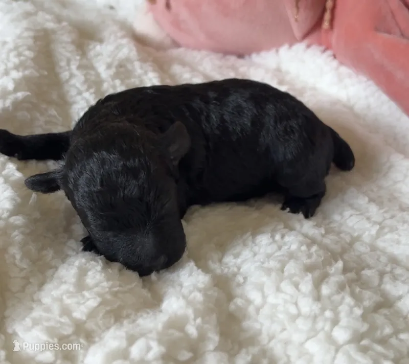 Dixie – Poodle - Toy  puppy for sale in Centralia, MO