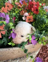 Sylvia , a female Poodle - Toy  for sale in Centralia, MO – 4 of 6