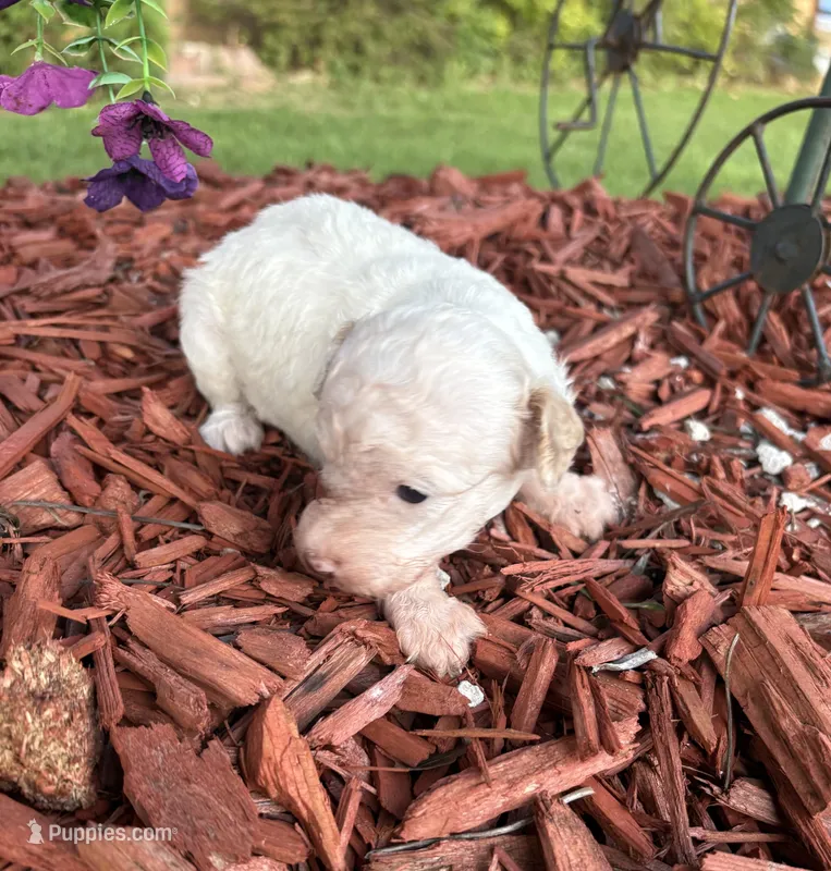 Sylvia  – Poodle - Toy  puppy for sale in Centralia, MO