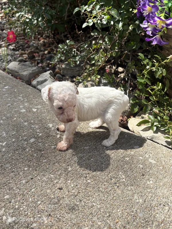 Sylvia  – Poodle - Toy  puppy for sale in Centralia, MO