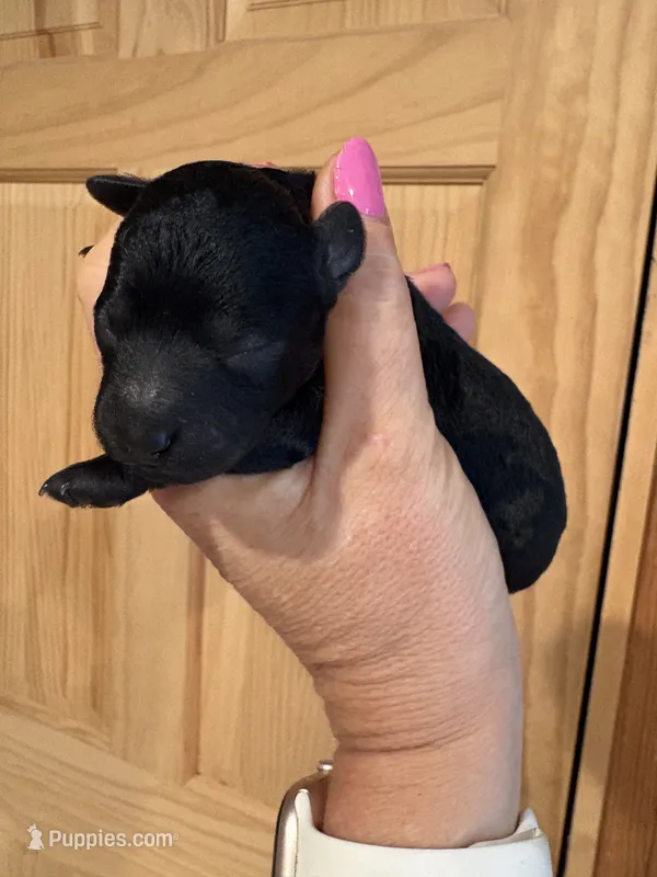 Peggy – Poodle - Toy  puppy for sale in Centralia, MO