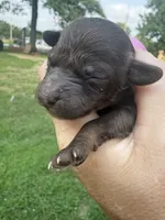 Georgia, a female Poodle - Toy  for sale in Centralia, MO – 3 of 6