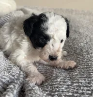 Dallas, a male Poodle - Toy  for sale in Centralia, MO – Photo 3 of 3