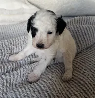 Dallas, a male Poodle - Toy  for sale in Centralia, MO – Photo 1 of 3