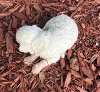 Spider, a male Poodle - Toy  for sale in Centralia, MO – 2 of 6