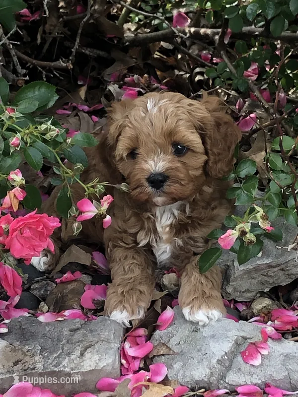 Cale – Cavapoo puppy for sale in Centralia, MO