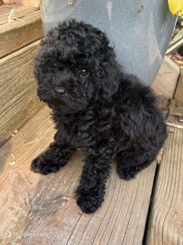 Sadie – Poodle - Toy  puppy for sale in Centralia, MO