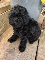 Sadie, a female Poodle - Toy  for sale in Centralia, MO – 1 of 7