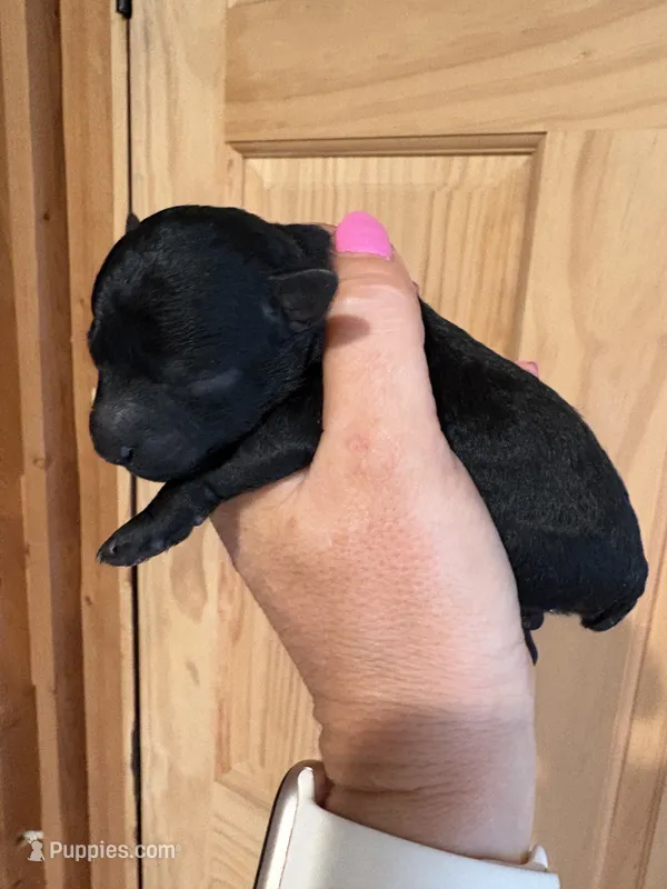 Davey  – Poodle - Toy  puppy for sale in Centralia, MO